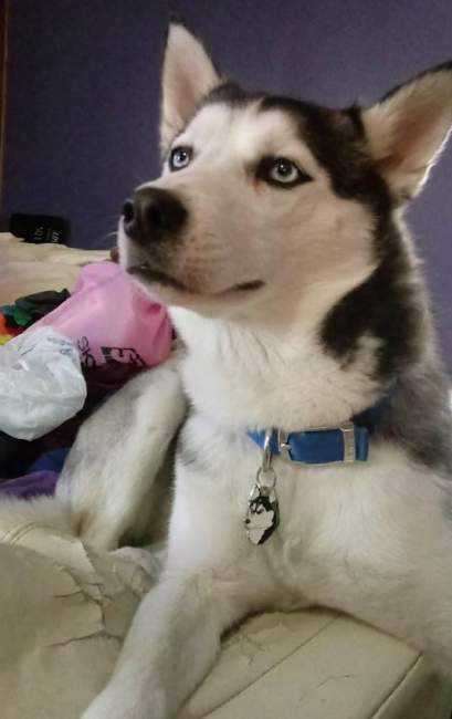 siberian husky nanook.jpg